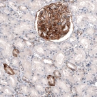 Immunohistochemical staining of human kidney shows strong membranous positivity in cells in glomeruli, as well as in a subset of renal tubules.