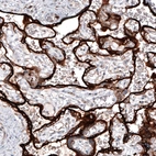 Immunohistochemical staining of human placenta shows strong cytoplasmic positivity in trophoblastic cells.