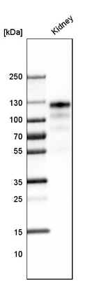 Western blot analysis in human kidney tissue.