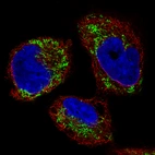 Immunofluorescence staining of RH-30 cells using the Anti-OTC monoclonal antibody, showing specific staining in mitochondria in green. Microtubule- and nuclear probes are visualized in red and blue, respectively (where available).