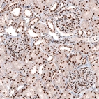Immunohistochemical staining of human kidney shows strong nuclear positivity in cells in glomeruli and tubuli.