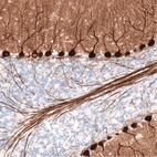 Immunohistochemical staining of mouse brain shows strong cytoplasmic positivity in Purkinje cells.