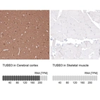 Anti-TUBB3 Recombinant Antibody