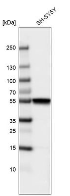 Western blot analysis in human cell line SH-SY5Y.