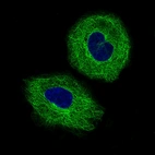 Immunofluorescence staining of A549 cells using the Anti-TUBB3 monoclonal antibody, showing specific staining on microtubules in green. Microtubule- and nuclear probes are visualized in red and blue, respectively (where available).