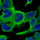 Immunofluorescence staining of SH-SY5Y cells using the Anti-TUBB3 monoclonal antibody, showing specific staining on microtubules in green. Nuclear probe is visualized in blue.