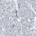 Immunohistochemical staining of human pancreas shows no nuclear positivity in exocrine glandular cells as expected.