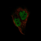 Immunofluorescence staining of EFO-21 cells using the Anti-PAX2 monoclonal antibody, showing specific staining in the nucleoplasm in green. Microtubule- and nuclear probes are visualized in red and blue, respectively (where available).