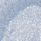 Immunohistochemical staining of human tonsil shows no positivity in non-germinal center cells as expected.