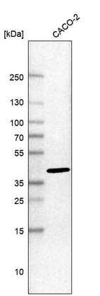Western blot analysis in human cell line CACO-2.