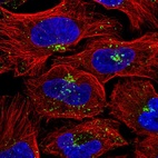 Immunofluorescent staining of human cell line U-2 OS shows localization to endosomes & lysosomes.