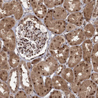 Immunohistochemical staining of human kidney shows strong nuclear and cytoplasmic positivity in cells in tubules and cells in glomeruli.