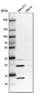 Western blot analysis in mouse cell line NIH-3T3 and rat cell line NBT-II.