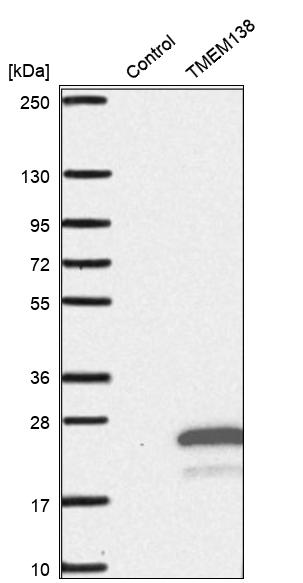 Anti-TMEM138 Antibody