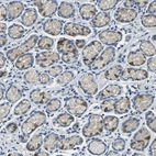 Immunohistochemical staining of human stomach shows moderate cytoplasmic positivity in glandular cells.