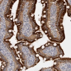 Immunohistochemical staining of human duodenum shows strong cytoplasmic-membranous positivity in glandular cells.