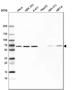Western blot analysis in human cell line HeLa, human cell line HEK 293, human cell line A-431, human cell line HepG2, mouse cell line NIH-3T3 and rat cell line NBT-II.