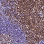 Immunohistochemical staining of human tonsil shows moderate to strong membranous positivity, mainly in non - germinal center cells.