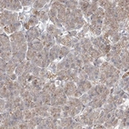 Immunohistochemical staining of human pancreas shows weak cytoplasmic positivity in exocrine glandular cells.