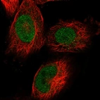 Immunofluorescent staining of human cell line U-251 MG shows localization to nucleoplasm.