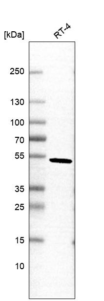 Anti-PELI2 Antibody