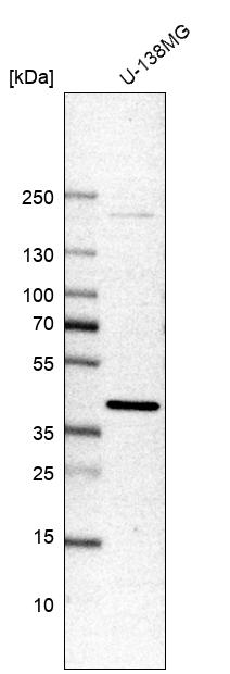 Anti-DNAJB4 Antibody