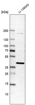 Anti-DNAJB4 Antibody