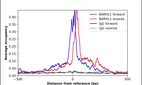 ChIP-Exo-Seq composite graph for Anti-BARHL1 (HPA004809, Lot 000037963) tested in K562 cells. Strand-specific reads (blue: forward, red: reverse) and IgG controls (black: forward, grey: reverse) are plotted against the distance from a composite set of reference binding sites. The antibody exhibits robust target enrichment compared to a non-specific IgG control and precisely reveals its structural organization around the binding site. Data generated by Prof. B. F. Pugh's Lab at Cornell University.