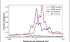 ChIP-Exo-Seq composite graph for Anti-ZHX2 (HPA006996, Lot R38839) tested in K562 cells. Strand-specific reads (blue: forward, red: reverse) and IgG controls (black: forward, grey: reverse) are plotted against the distance from a composite set of reference binding sites. The antibody exhibits robust target enrichment compared to a non-specific IgG control and precisely reveals its structural organization around the binding site. Data generated by Prof. B. F. Pugh's Lab at Cornell University.