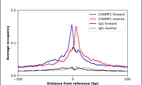ChIP-Exo-Seq composite graph for Anti-CHAMP1 (HPA008900, Lot 000059245) tested in K562 cells. Strand-specific reads (blue: forward, red: reverse) and IgG controls (black: forward, grey: reverse) are plotted against the distance from a composite set of reference binding sites. The antibody exhibits robust target enrichment compared to a non-specific IgG control and precisely reveals its structural organization around the binding site. Data generated by Prof. B. F. Pugh's Lab at Cornell University.