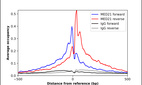 ChIP-Exo-Seq composite graph for Anti-MED21 (HPA017177, Lot R06558) tested in K562 cells. Strand-specific reads (blue: forward, red: reverse) and IgG controls (black: forward, grey: reverse) are plotted against the distance from a composite set of reference binding sites. The antibody exhibits robust target enrichment compared to a non-specific IgG control and precisely reveals its structural organization around the binding site. Data generated by Prof. B. F. Pugh's Lab at Cornell University.
