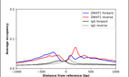 ChIP-Exo-Seq composite graph for Anti-ZNHIT1 (HPA019043, Lot B117529) tested in K562 cells. Strand-specific reads (blue: forward, red: reverse) and IgG controls (black: forward, grey: reverse) are plotted against the distance from a composite set of reference binding sites. The antibody exhibits robust target enrichment compared to a non-specific IgG control and precisely reveals its structural organization around the binding site. Data generated by Prof. B. F. Pugh's Lab at Cornell University.