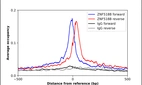 ChIP-Exo-Seq composite graph for Anti-ZNF518B (HPA031216, Lot R30464) tested in K562 cells. Strand-specific reads (blue: forward, red: reverse) and IgG controls (black: forward, grey: reverse) are plotted against the distance from a composite set of reference binding sites. The antibody exhibits robust target enrichment compared to a non-specific IgG control and precisely reveals its structural organization around the binding site. Data generated by Prof. B. F. Pugh's Lab at Cornell University.