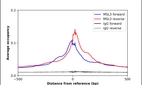 ChIP-Exo-Seq composite graph for Anti-MSL3 (HPA034536, Lot R32039) tested in K562 cells. Strand-specific reads (blue: forward, red: reverse) and IgG controls (black: forward, grey: reverse) are plotted against the distance from a composite set of reference binding sites. The antibody exhibits robust target enrichment compared to a non-specific IgG control and precisely reveals its structural organization around the binding site. Data generated by Prof. B. F. Pugh's Lab at Cornell University.