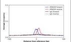 ChIP-Exo-Seq composite graph for Anti-ATAD2B (HPA034555, Lot A83266) tested in K562 cells. Strand-specific reads (blue: forward, red: reverse) and IgG controls (black: forward, grey: reverse) are plotted against the distance from a composite set of reference binding sites. The antibody exhibits robust target enrichment compared to a non-specific IgG control and precisely reveals its structural organization around the binding site. Data generated by Prof. B. F. Pugh's Lab at Cornell University.
