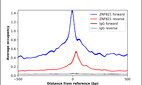 ChIP-Exo-Seq composite graph for Anti-ZNF821 (HPA042742, Lot R39920) tested in K562 cells. Strand-specific reads (blue: forward, red: reverse) and IgG controls (black: forward, grey: reverse) are plotted against the distance from a composite set of reference binding sites. The antibody exhibits robust target enrichment compared to a non-specific IgG control and precisely reveals its structural organization around the binding site. Data generated by Prof. B. F. Pugh's Lab at Cornell University.