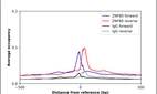 ChIP-Exo-Seq composite graph for Anti-ZNF80 (HPA065484, Lot R92369) tested in K562 cells. Strand-specific reads (blue: forward, red: reverse) and IgG controls (black: forward, grey: reverse) are plotted against the distance from a composite set of reference binding sites. The antibody exhibits robust target enrichment compared to a non-specific IgG control and precisely reveals its structural organization around the binding site. Data generated by Prof. B. F. Pugh's Lab at Cornell University.