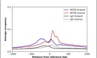 ChIP-Exo-Seq composite graph for Anti-INTS9 (HPA066822, Lot R100980) tested in K562 cells. Strand-specific reads (blue: forward, red: reverse) and IgG controls (black: forward, grey: reverse) are plotted against the distance from a composite set of reference binding sites. The antibody exhibits robust target enrichment compared to a non-specific IgG control and precisely reveals its structural organization around the binding site. Data generated by Prof. B. F. Pugh's Lab at Cornell University.