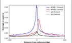 ChIP-Exo-Seq composite graph for Anti-NFKBIZ (HPA075363, Lot 000027325) tested in K562 cells. Strand-specific reads (blue: forward, red: reverse) and IgG controls (black: forward, grey: reverse) are plotted against the distance from a composite set of reference binding sites. The antibody exhibits robust target enrichment compared to a non-specific IgG control and precisely reveals its structural organization around the binding site. Data generated by Prof. B. F. Pugh's Lab at Cornell University.