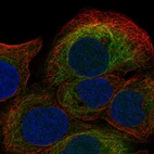 Immunofluorescent staining of human cell line HaCaT shows localization to intermediate filaments.