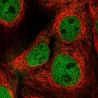 Immunofluorescent staining of human cell line CACO-2 shows localization to nucleoplasm.