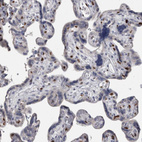 Immunohistochemical staining of human placenta shows strong nuclear positivity in subset of endothelial cells.
