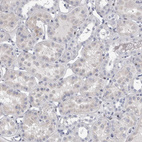 Immunohistochemical staining of human kidney shows very weak nuclear positivity in cells in tubules.