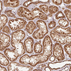 Immunohistochemical staining of human kidney shows strong cytoplasmic/cytoplasmic granular positivity in cells in tubules.