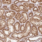 Immunohistochemical staining of human kidney shows strong cytoplasmic/cytoplasmic granular positivity in cells in tubules.