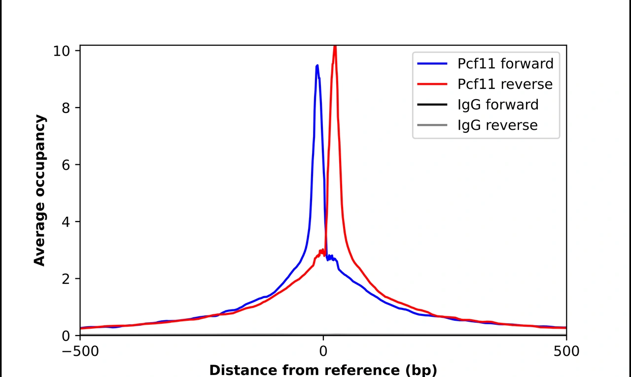 Anti-PCF11 Antibody