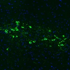Immunofluorescence staining of mouse brain shows strong positivity in neurons in the hypothalamus.