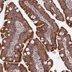Immunohistochemical staining of human small intestine shows strong cytoplasmic/cytoplasmic granular positivity in glandular cells.