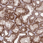 Immunohistochemical staining of human kidney shows strong cytoplasmic/cytoplasmic membranous positivity in cells in tubules.