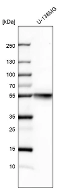 Western blot analysis in human cell line U-138MG.